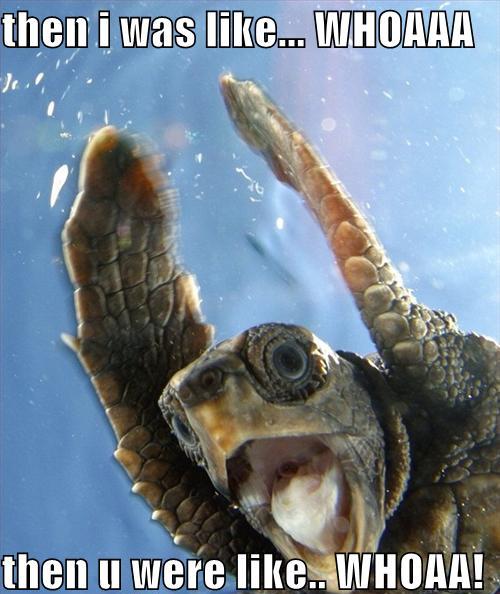 surfer-turtle.jpg