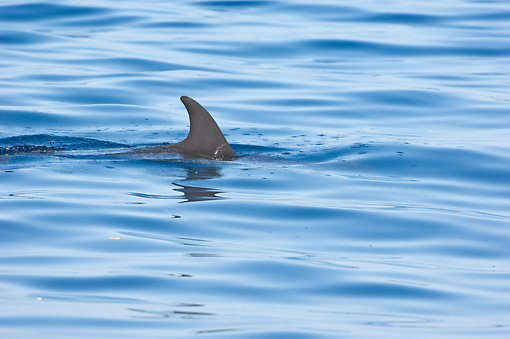 dolphin.jpg