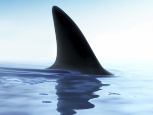 shark_fin_water.jpg