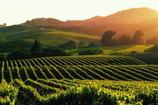 NapaValley.jpeg