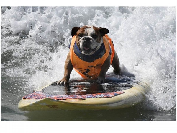 Surfing_bulldog.jpg