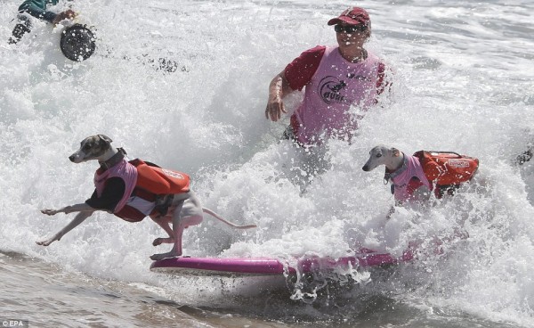 dogsurfing.jpg