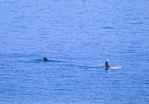 Whale and sup.jpg