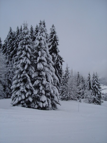 snow tree.JPG