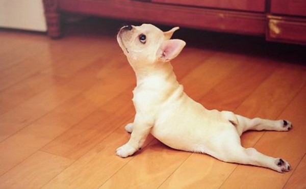 doga.jpg