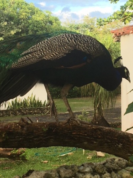 peacock.jpg