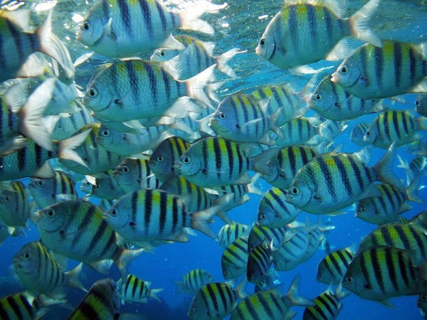 800px-Sergeant_Major_fish_caribe.jpg