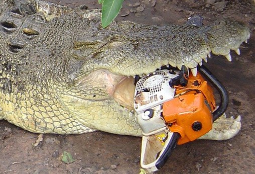 201368-when-crocs-get-hungry.jpg