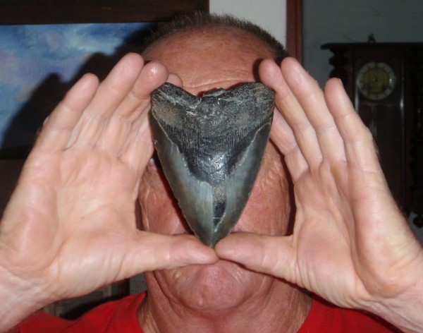 Shark tooth.jpg