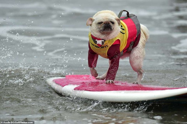 10th_Dog_Surf_Contest_1.jpg