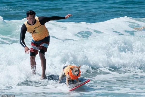 10th_Dog_Surf_Contest_3.jpg