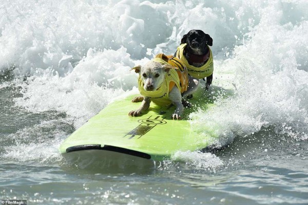 10th_Dog_Surf_Contest_4.jpg