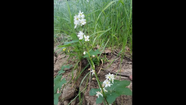 white_flowers.jpg