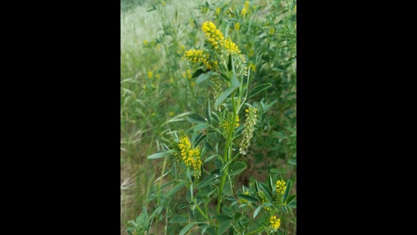 Yellow_flowers.jpg