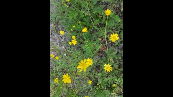yellow_flowers_2.jpg