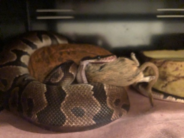 Noodle2.jpg