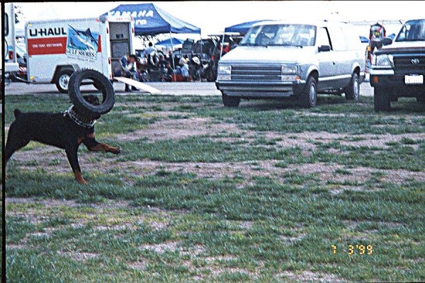 rott1.jpg