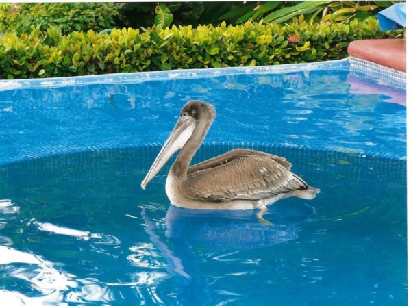 pelican photo.jpg