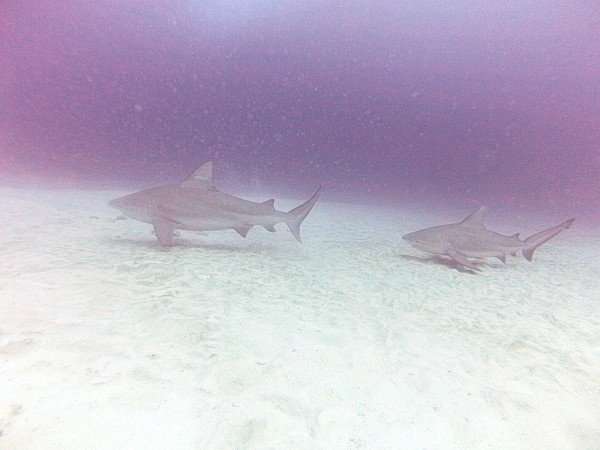 dcim100gopro_13783389684_o.jpg