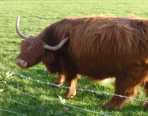 Scots bull.jpg