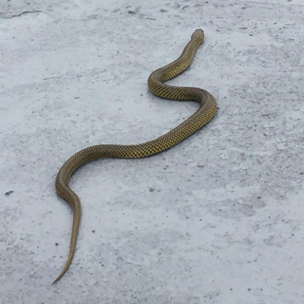 snake.jpg