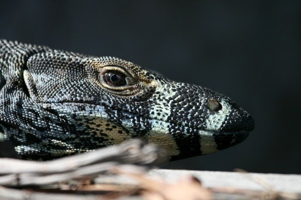 Goanna.jpg