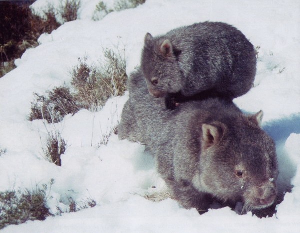 Wombats.jpg